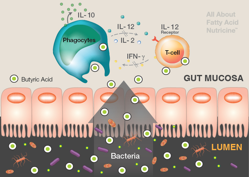 脂質營養好原料，全面呵護愛寵健康